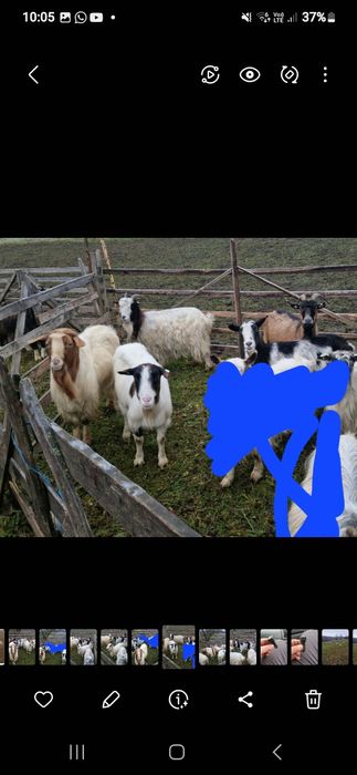 Vand 4 capre și 1 tap