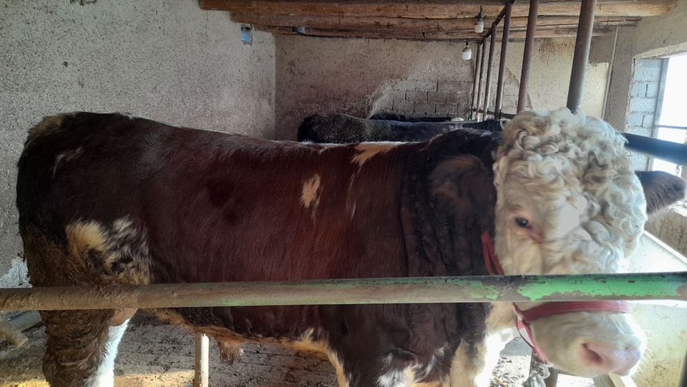 Simental buqa sotiladi