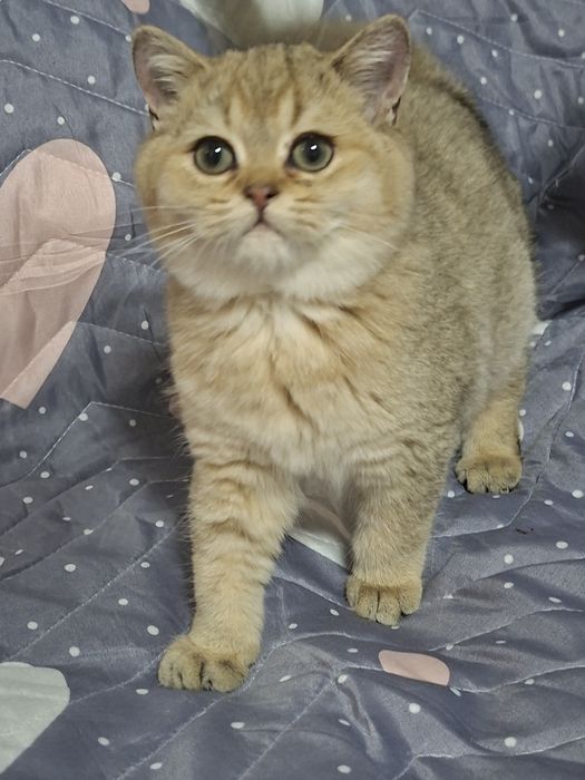 Мальчик  британец  шиншила