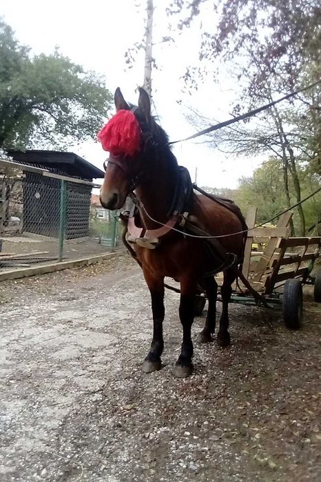 Кон за всичко работа яздене и теглене на каруца