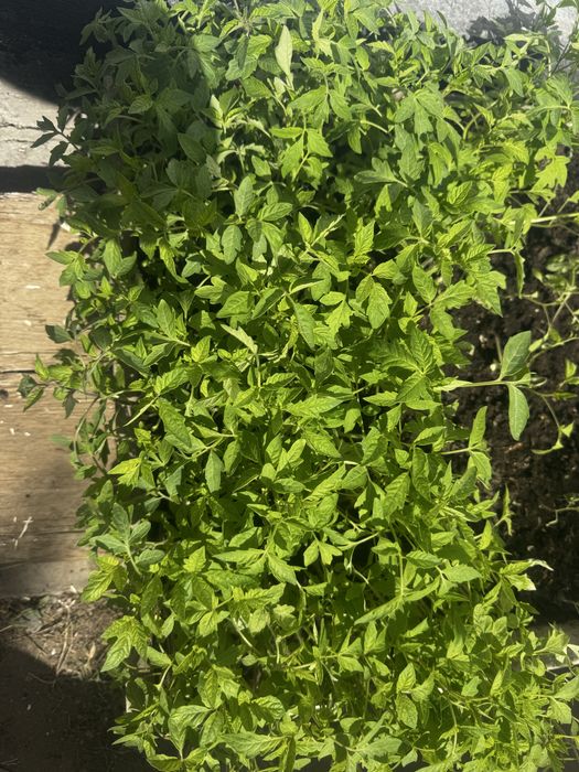 Продам расада помидор все видов