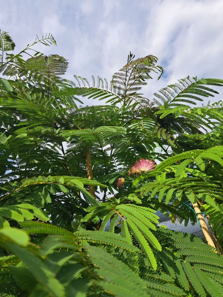 Arborele de mătase 220 320 cm