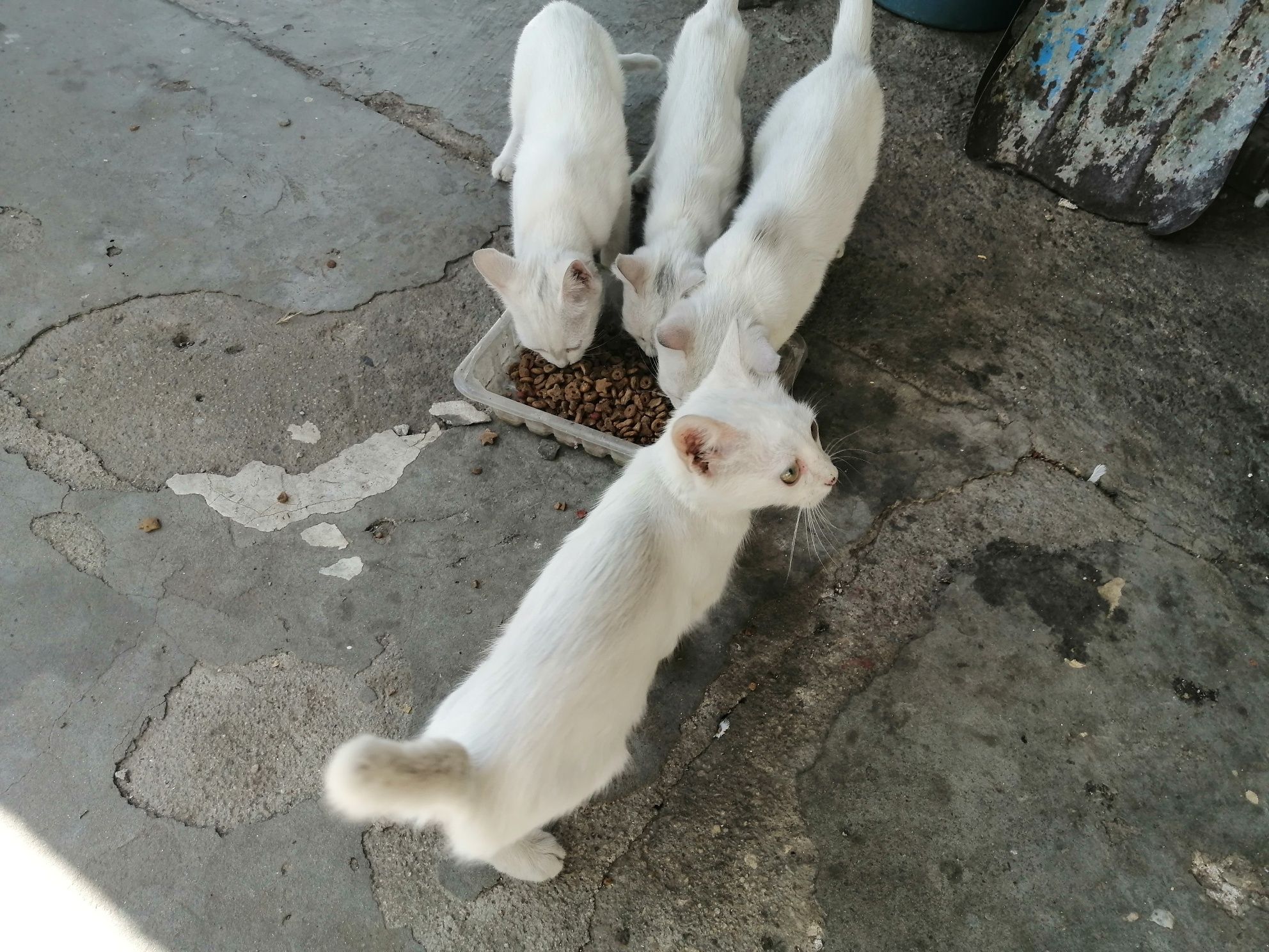 Подаряват се малки котенца