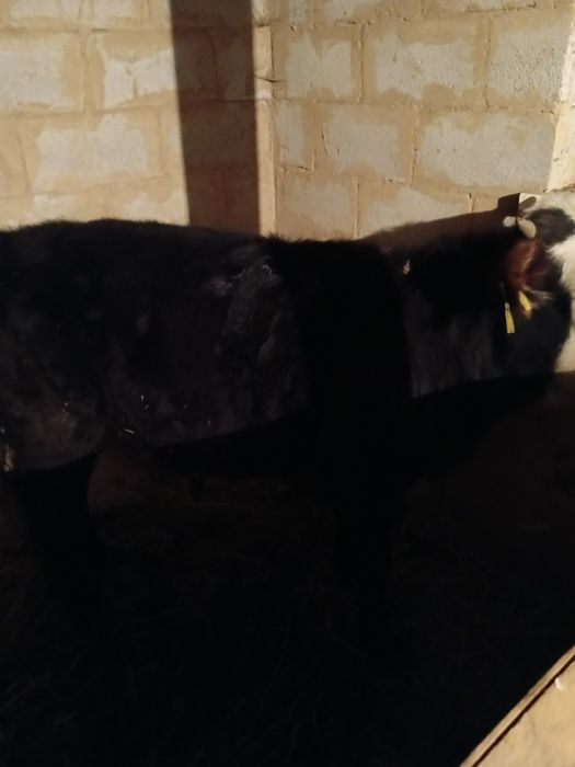 Продам сочную Корову с Бычком