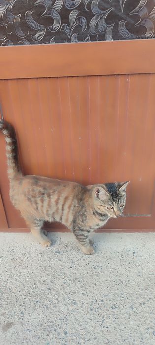 Отдам кошку в хорошую руку