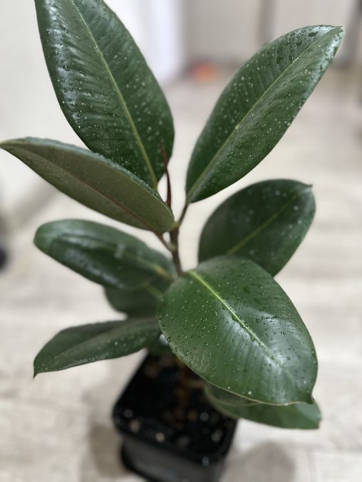 Продам фикус широколистный