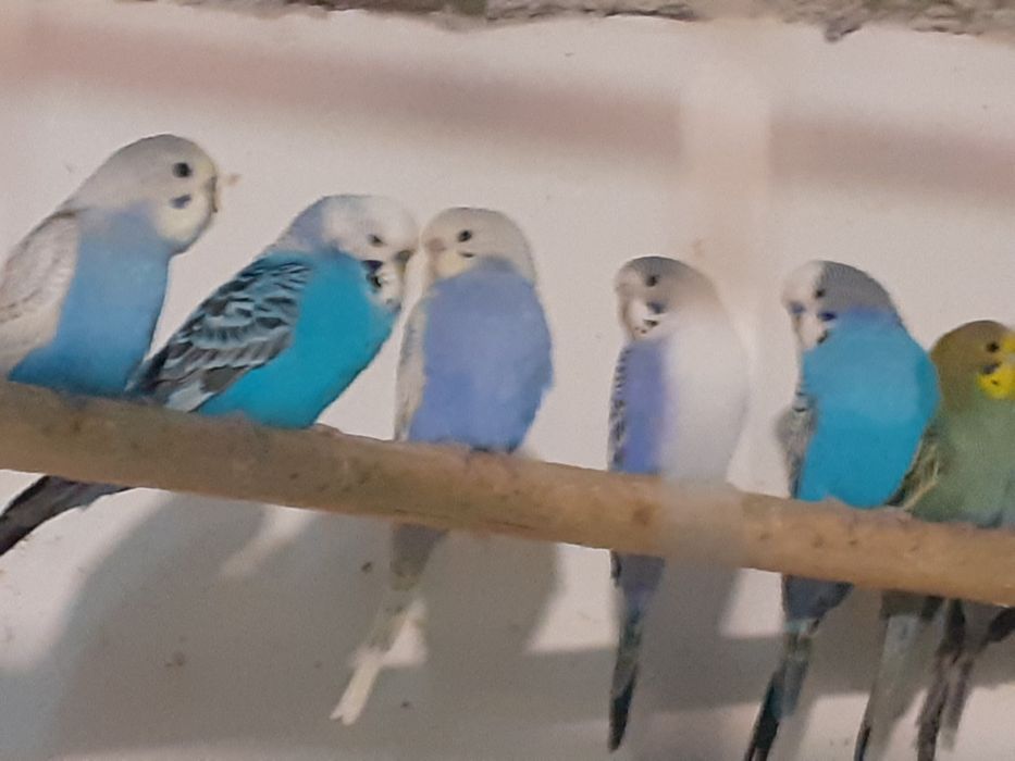 Crescator vand perusi diverse varietati pui și maturi reproducatori.