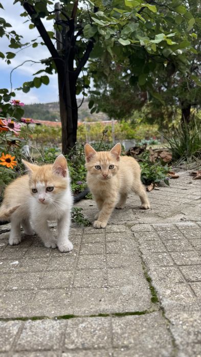Подарявям котенца