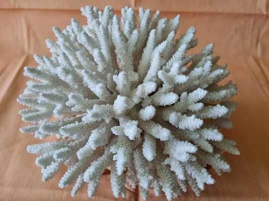 Coral natural decorativ. dimensiuni 25cm/20cm . Pret 270 lei.