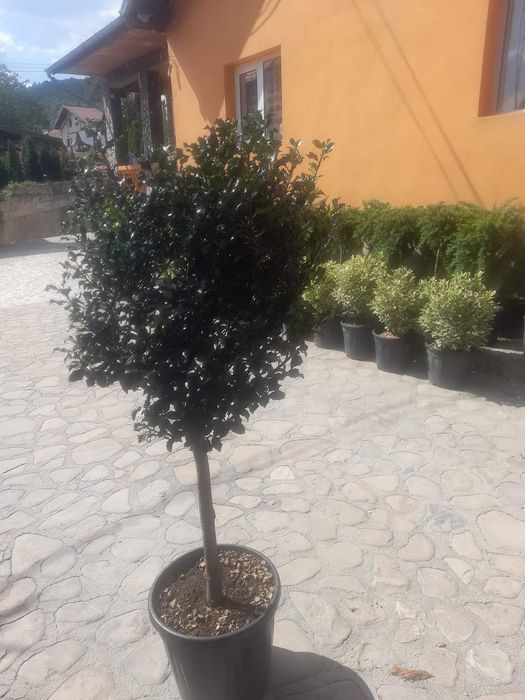 Laur englezesc pon pon spirale magnolia danic pini cedrus