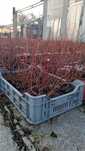Butasi Afin Aronia Coacaz