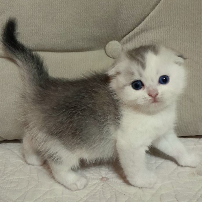 Продаётся девочка серебристая скотишфолд,шиншилла.