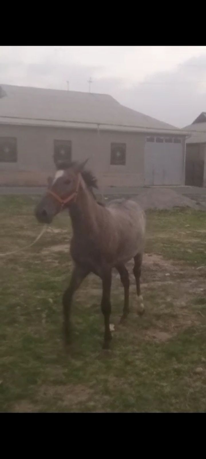 1жасар тай сатылад