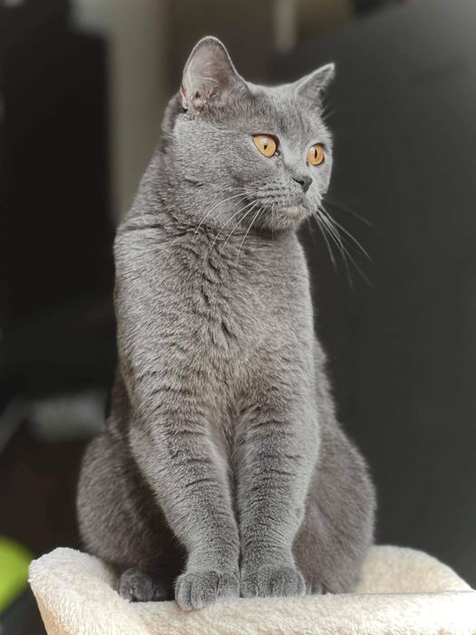 Британски късокосмести котета