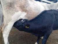 Продам корову подсосным с бычком