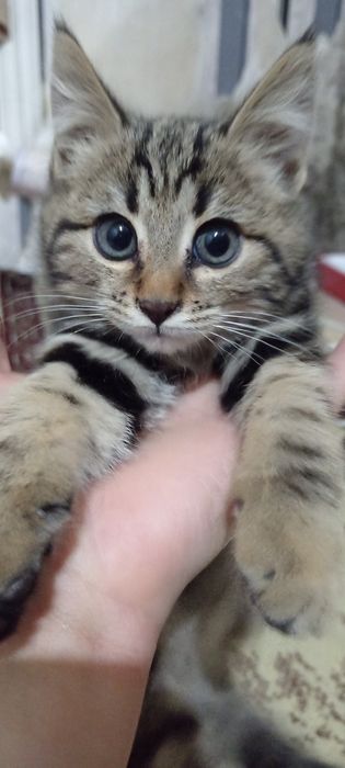 Mushuk bolasi sotiladi