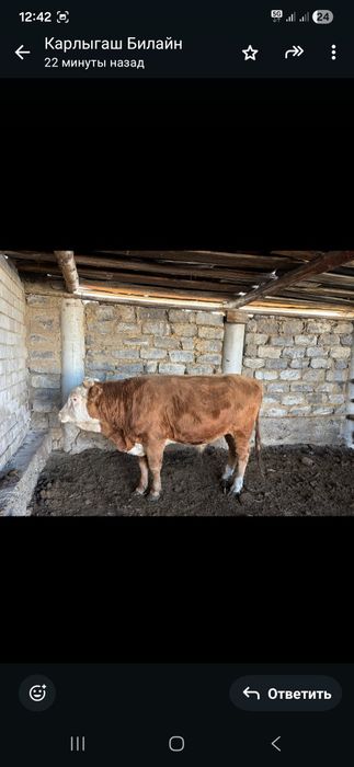 Продам быка упитанного