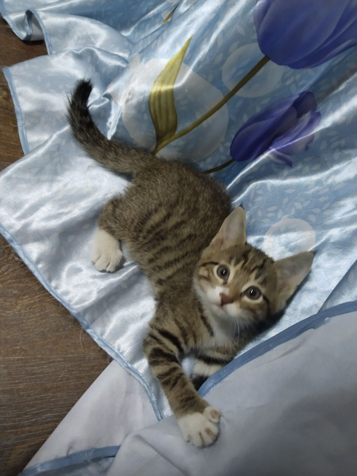 Котята отдам в хорошие руки.