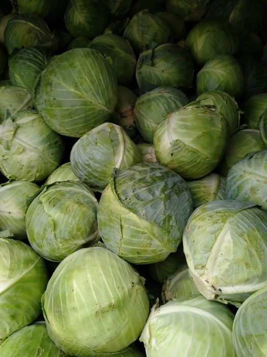 Капуста среднепоздняя