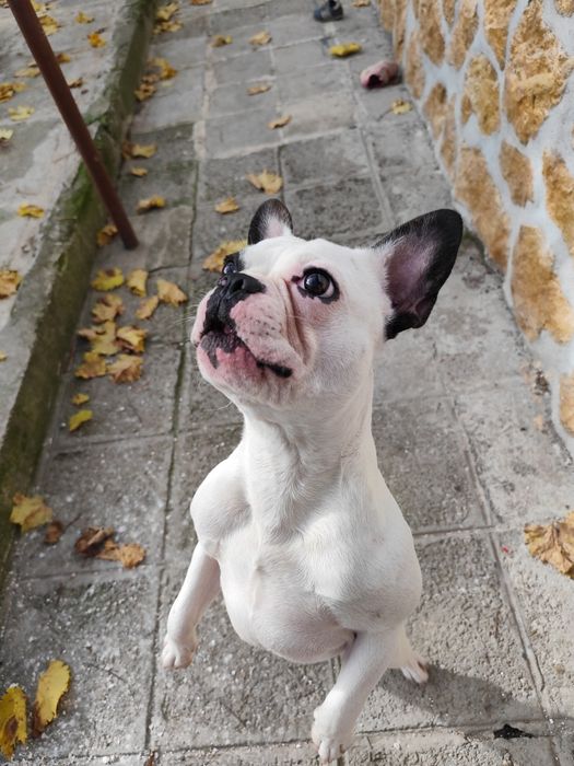 Мъжки  Френски булдог