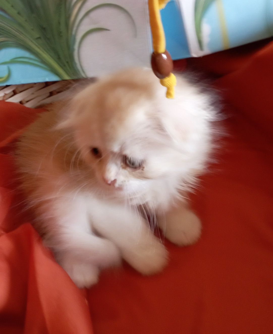 Вислоухие котята мальчики 2 мес.