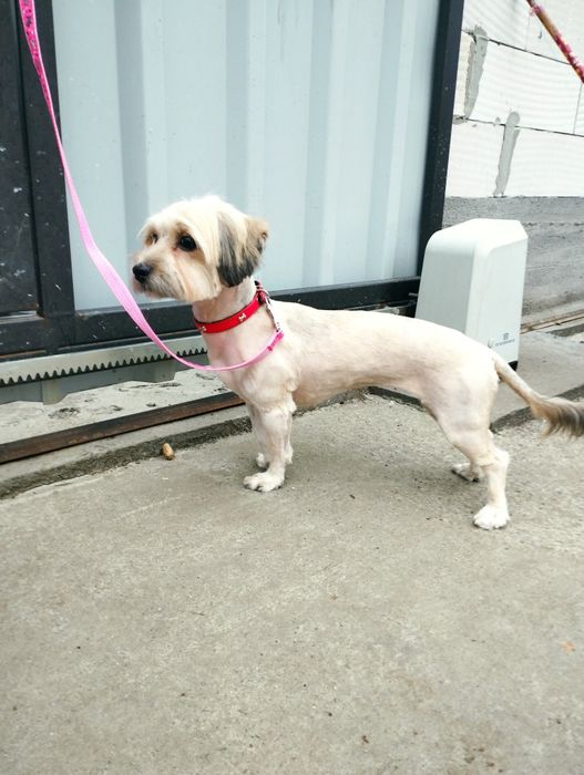 Tund căței de talie mica și pisici