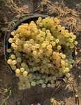 Avem de vanzare struguri de vin 2025