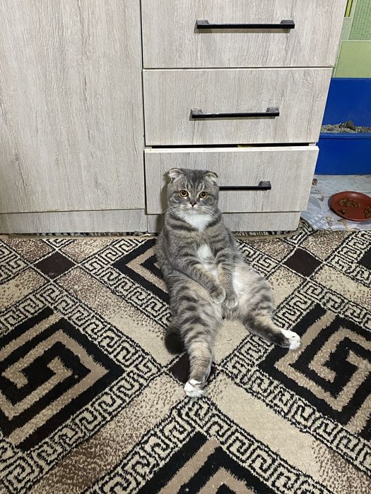 Skotish fold vyazkaga mushuk qabul qilamiz