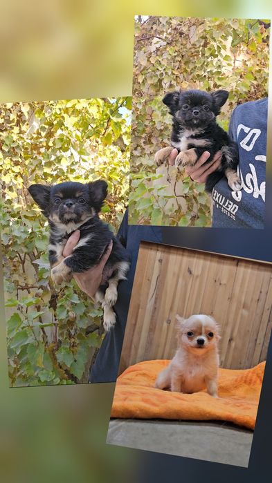 Щенки чихуахуа длинношерстные