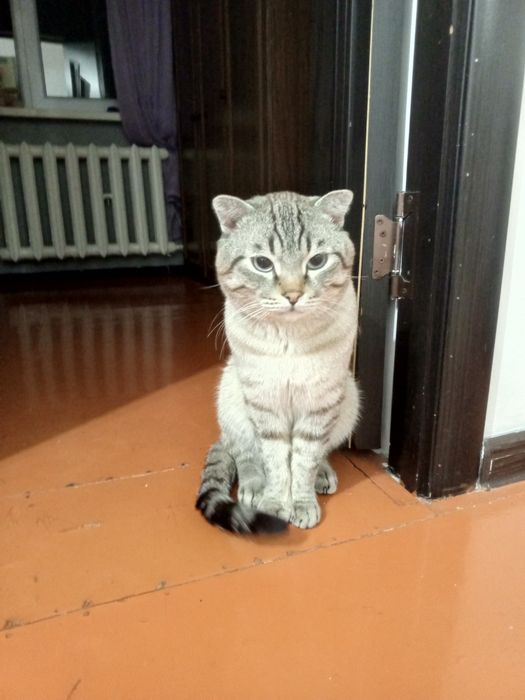 Продается кот скотиш фолд