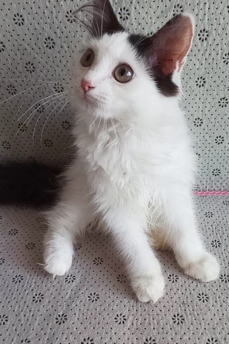 красотки и пареньки ищут любящего хозяена