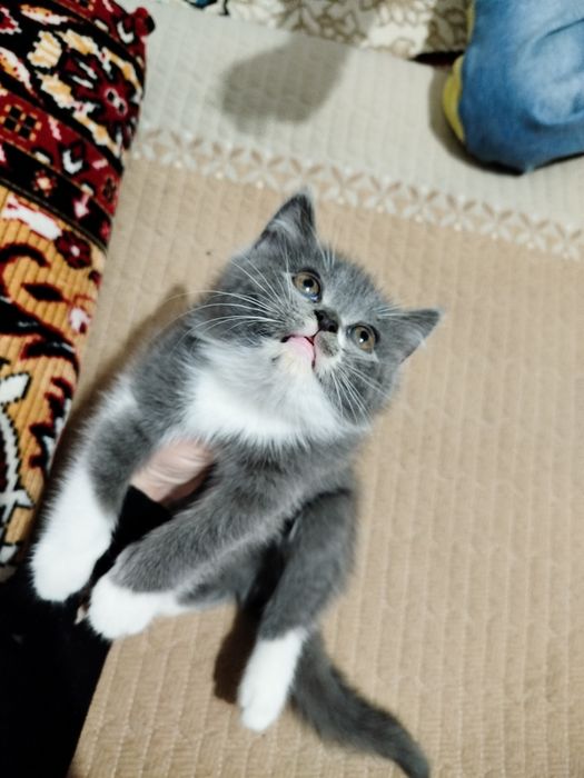 Mushuk bolasi sotiladi