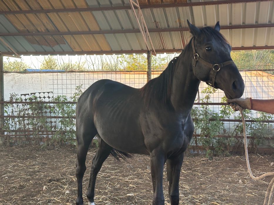 Armasar pur sange englez