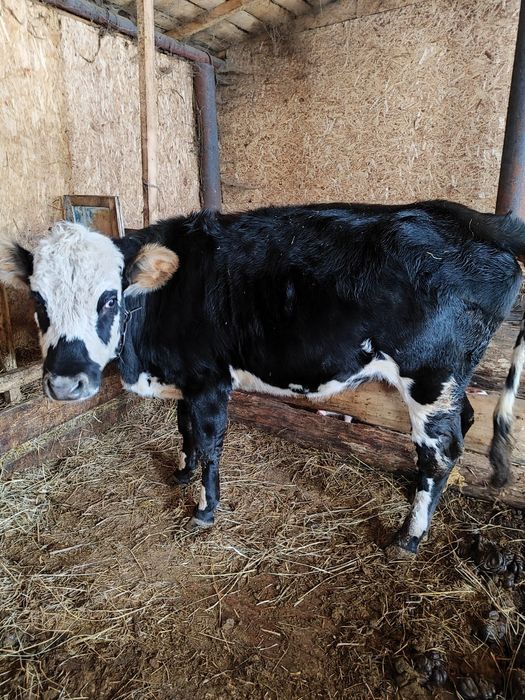 Продам нетель 1,5 года