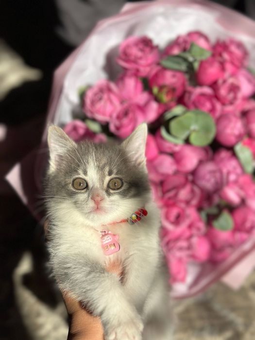 Тарбияли уй мушуги сотилади