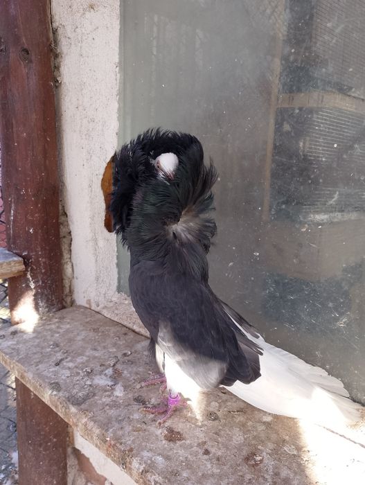 Гълъби Якалии Самоков