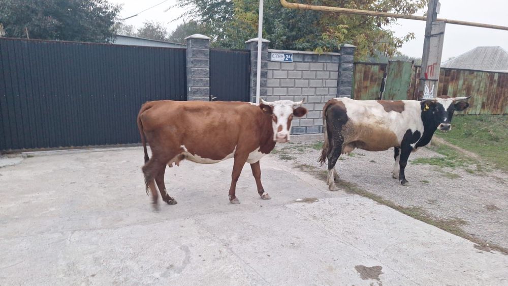 Продаи коров 2 штуки