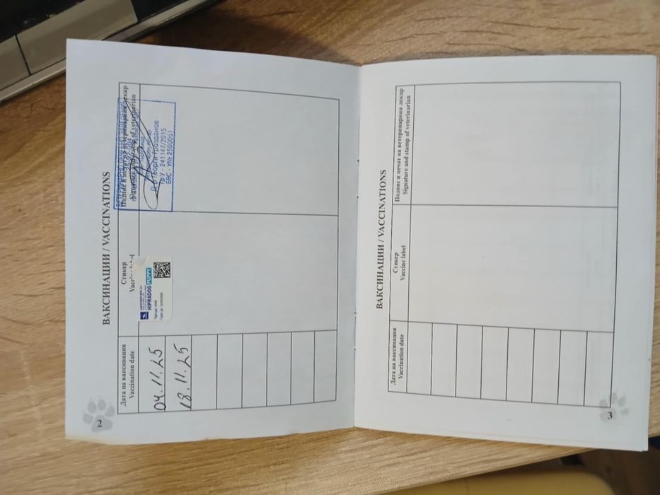 Куче немска овчарка