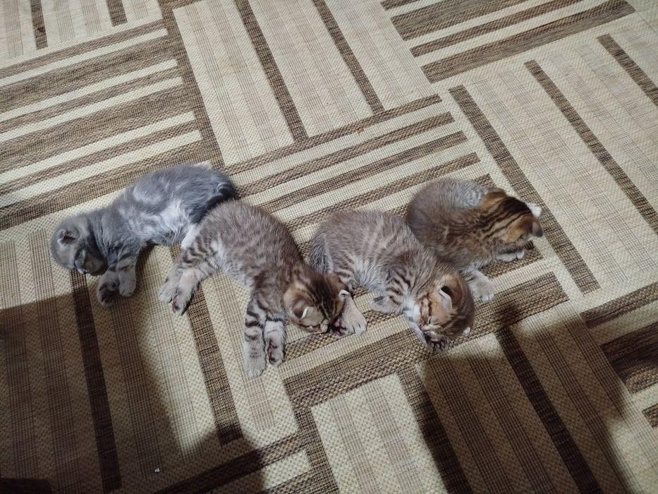 Продам котят британцы