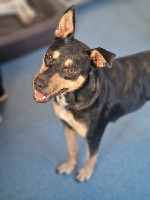 Cațelușa sterilizata își caută  familie.  E blândă.