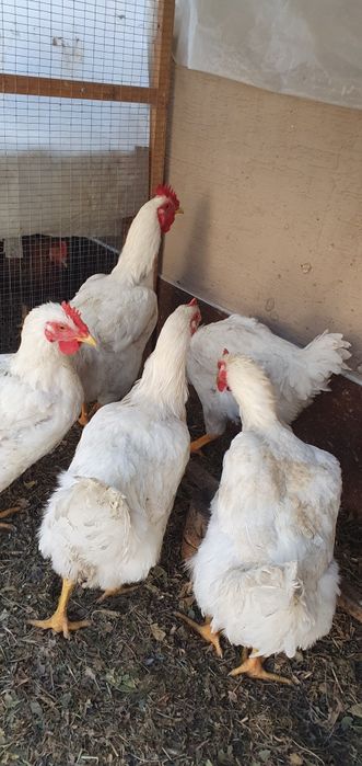 Петухи Хурозлар хонаки ва броллер