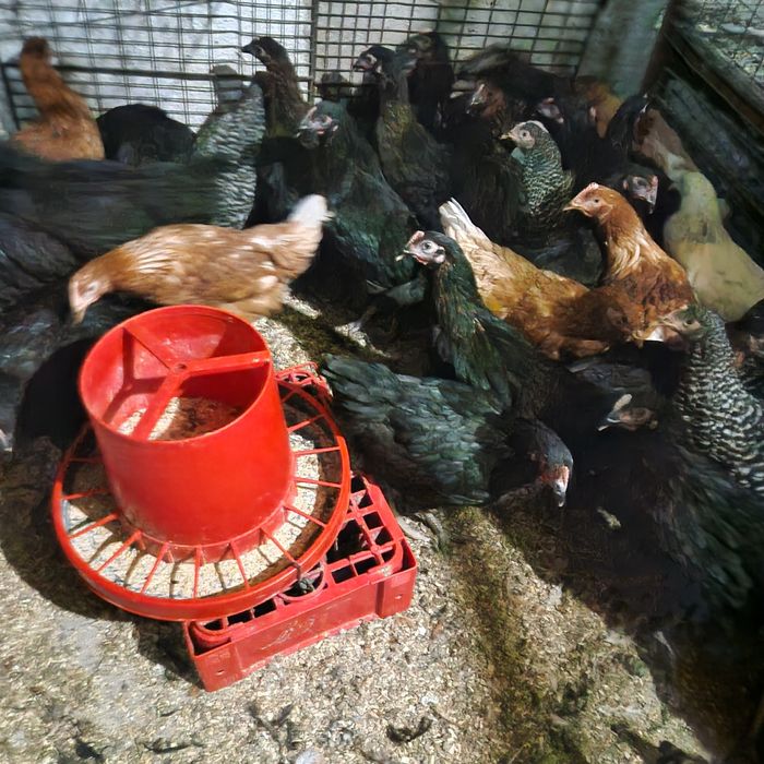 Puicute de ouă moravia si kabir