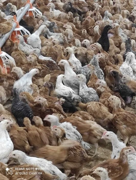 Vand pui carne, gaini ouatoare, pui colorati