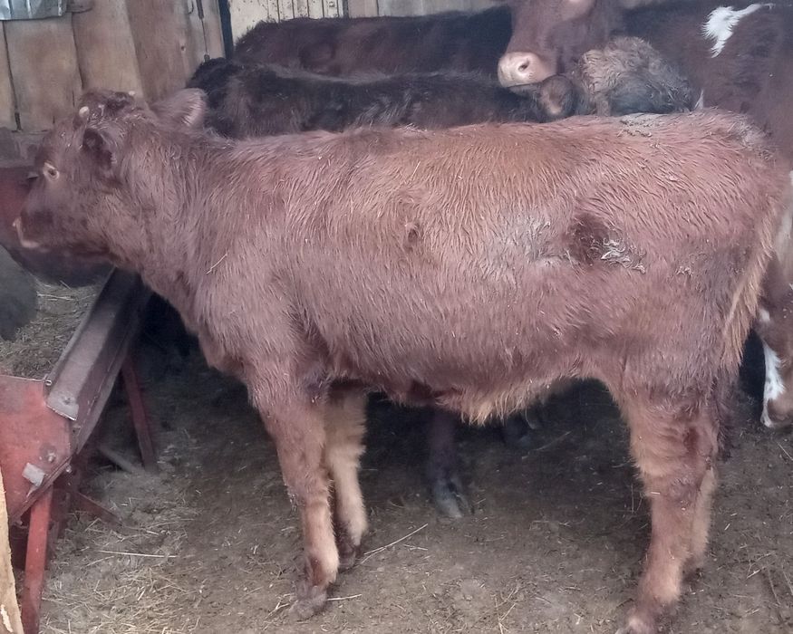 Бір жылдық бұзаулар сатылады