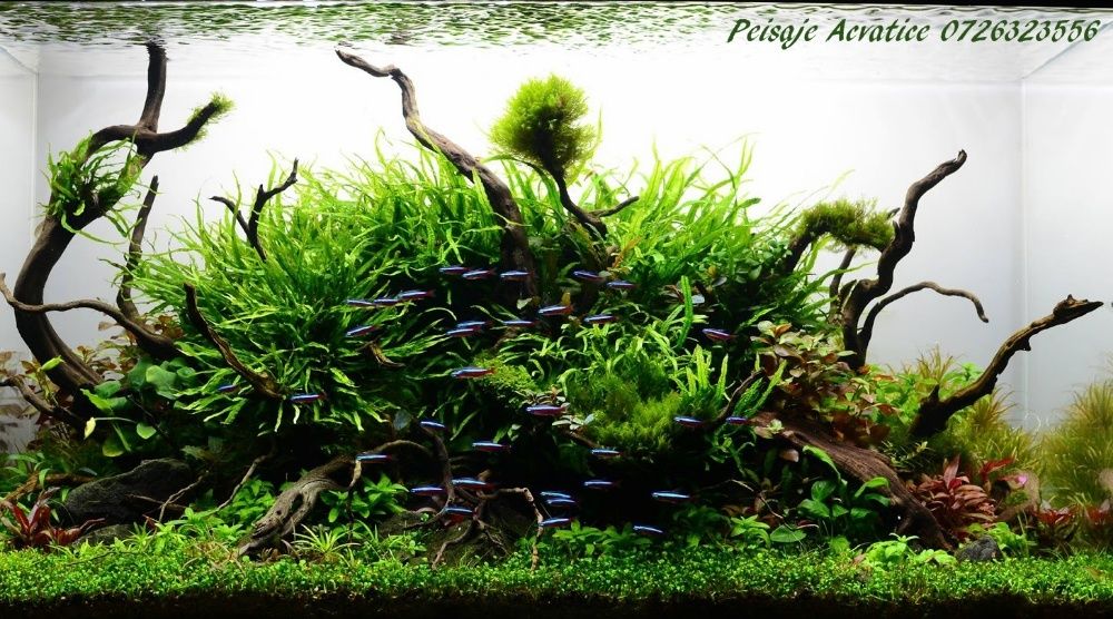 Intretinere, amenajare si consultanta  acvarii.