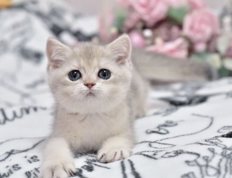 Продаётся котёнок голубое золото