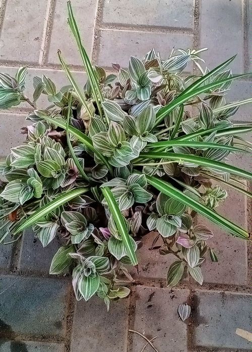 Продам традесканции на срез, без корней.