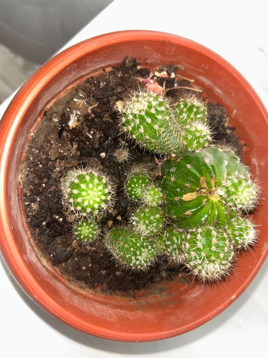 Продам кактусы (маленькие) шт150