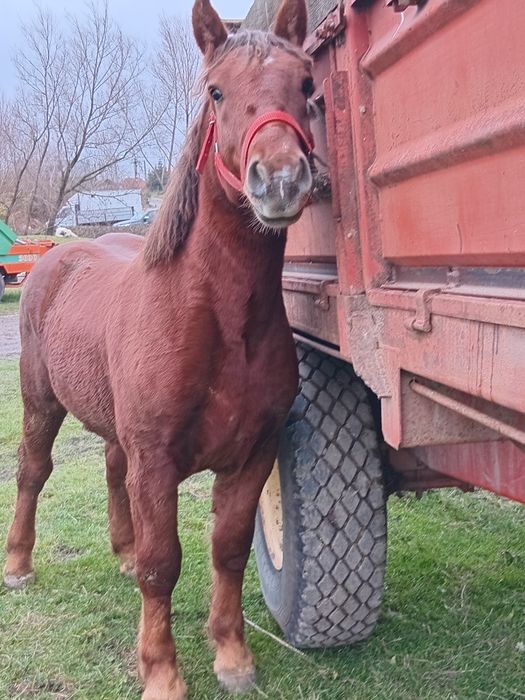 Vad manz smigreu de un an