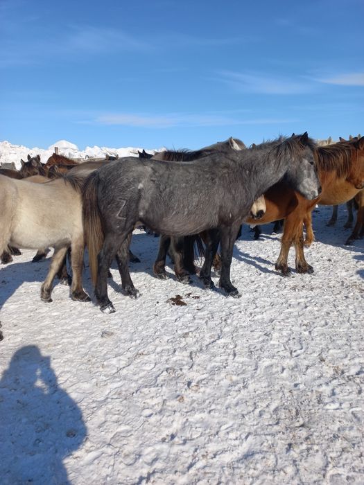 Продам бие с жеребёнком ( ургашы)обмен есть на корову с телёнком.
